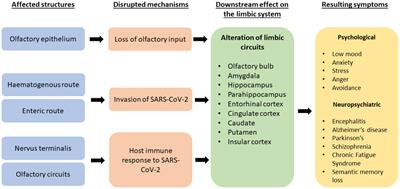 Assessment of COVID-19-related olfactory dysfunction and its association with psychological, neuropsychiatric, and cognitive symptoms
